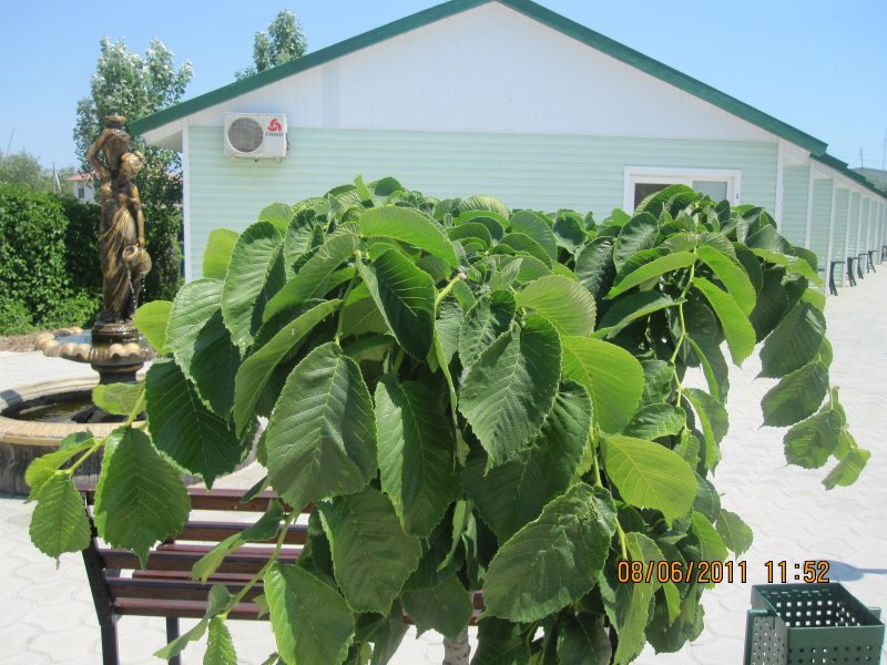 база отдыха «Елена», Кирилловка. Фото 2