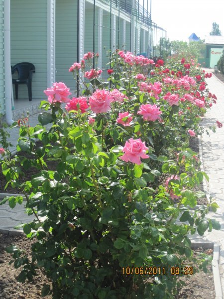 база отдыха «Елена», Кирилловка. Фото 4