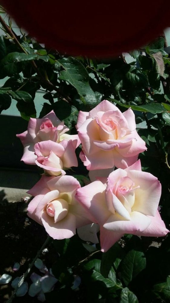 гостевой дом «Лагуна», Степановка первая. Фото 5