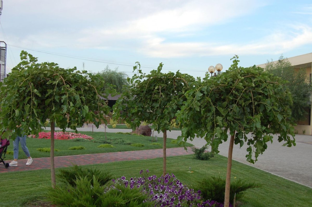 база отдыха «Водный мир», Кирилловка. Фото 17